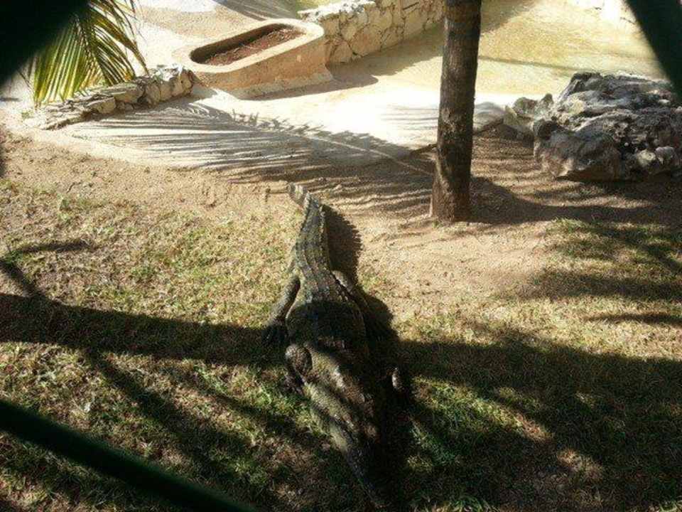 Krokodil Grand Palladium Select White Sand Resort & Spa