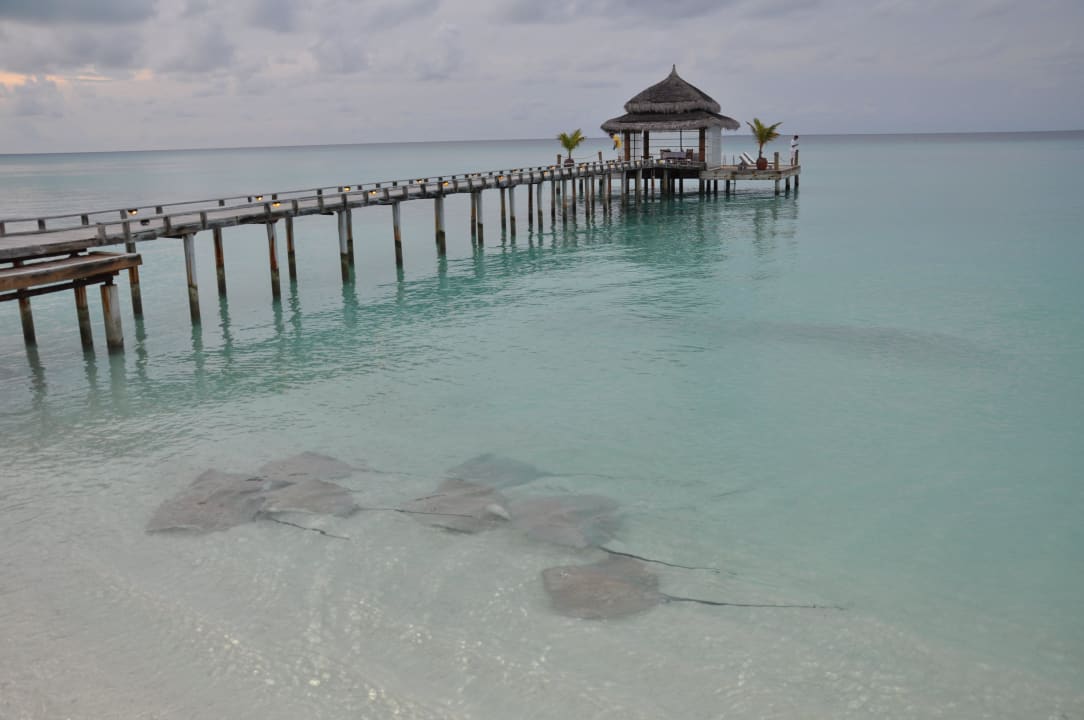 Kurz vor der Rochenfütterung Kuramathi Maldives