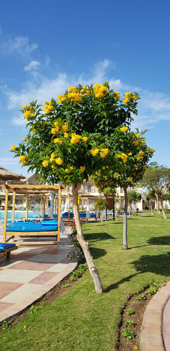 Garten Pickalbatros Jungle Aqua Park Resort - Neverland Hurghada