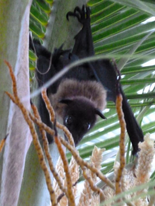 Süßer Flughund auf einer Palme Kuredu Island Resort & Spa