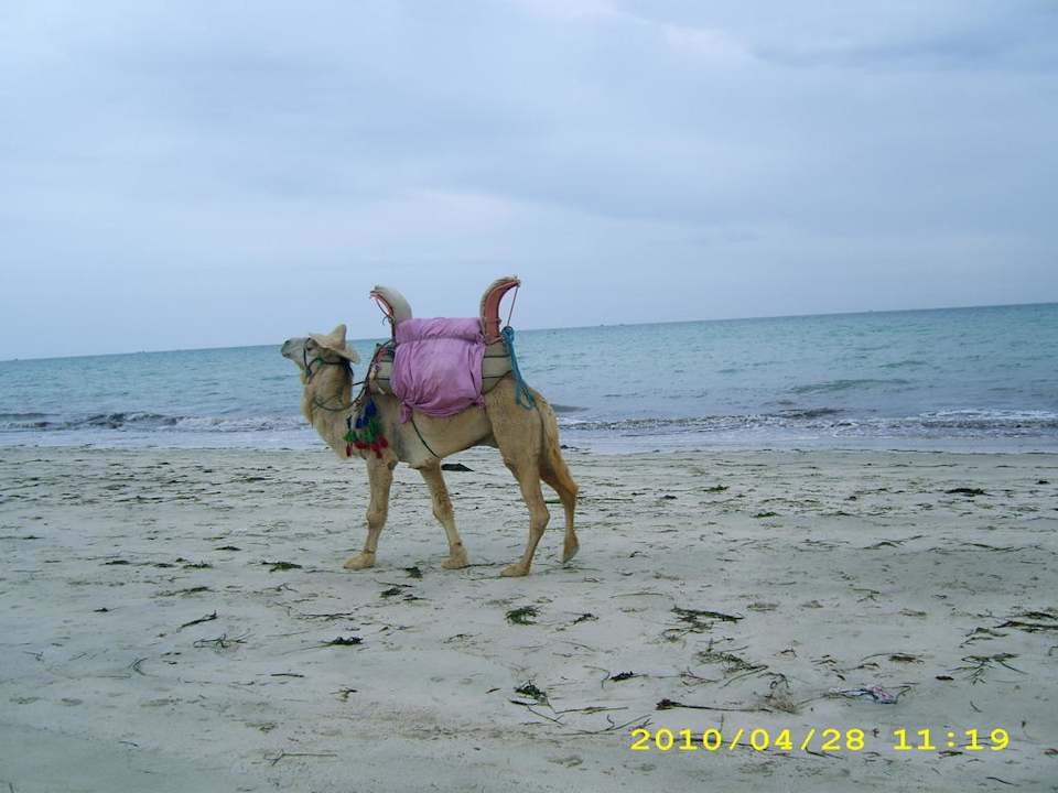 Einsames Kamel Hotel Fiesta Beach Djerba