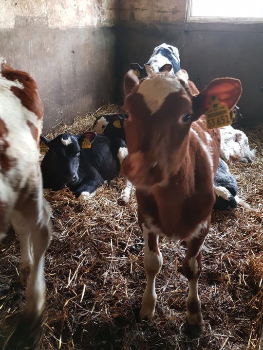 Sonstiges Ferienwohnungen Steinäckerhof