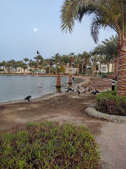 Gartenanlage Pharaoh Azur Resort