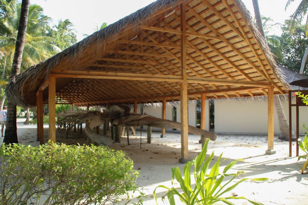 Wal Skelett Meeru Maldives Resort Island