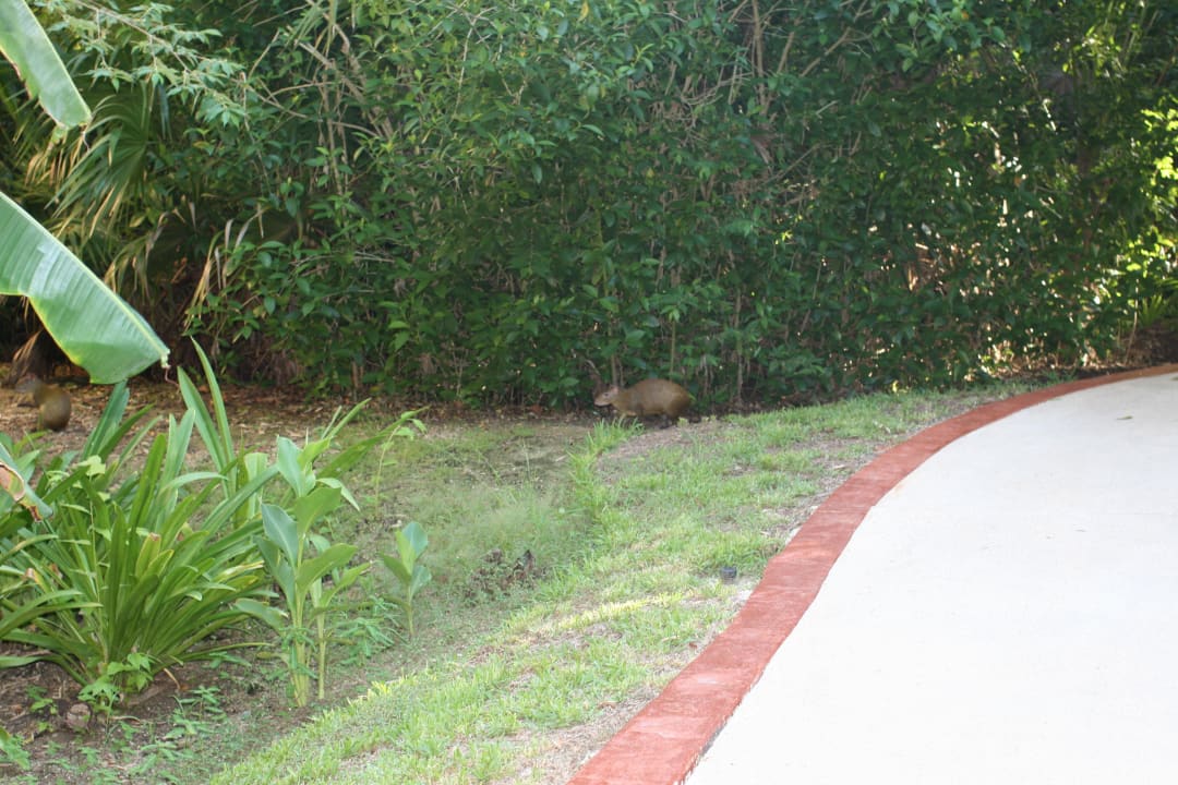 Tier Grand Palladium Kantenah Resort & Spa