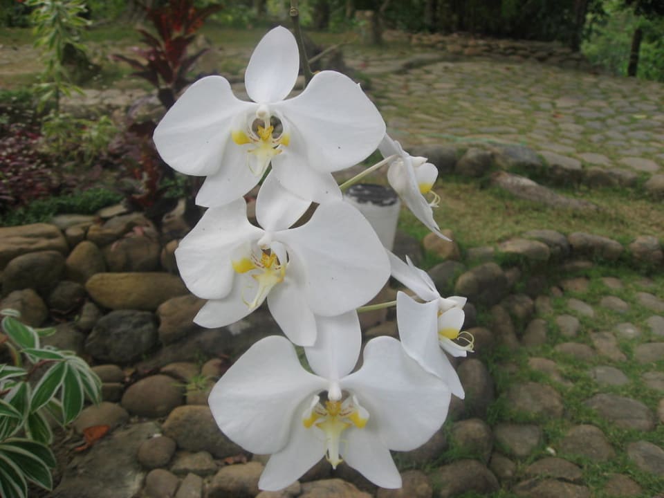 Schöne Blumen in der Gartenanlage Bambua Nature Park Resort