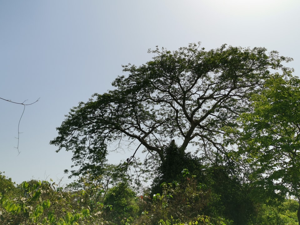 Sonstiges TUI BLUE Tamala