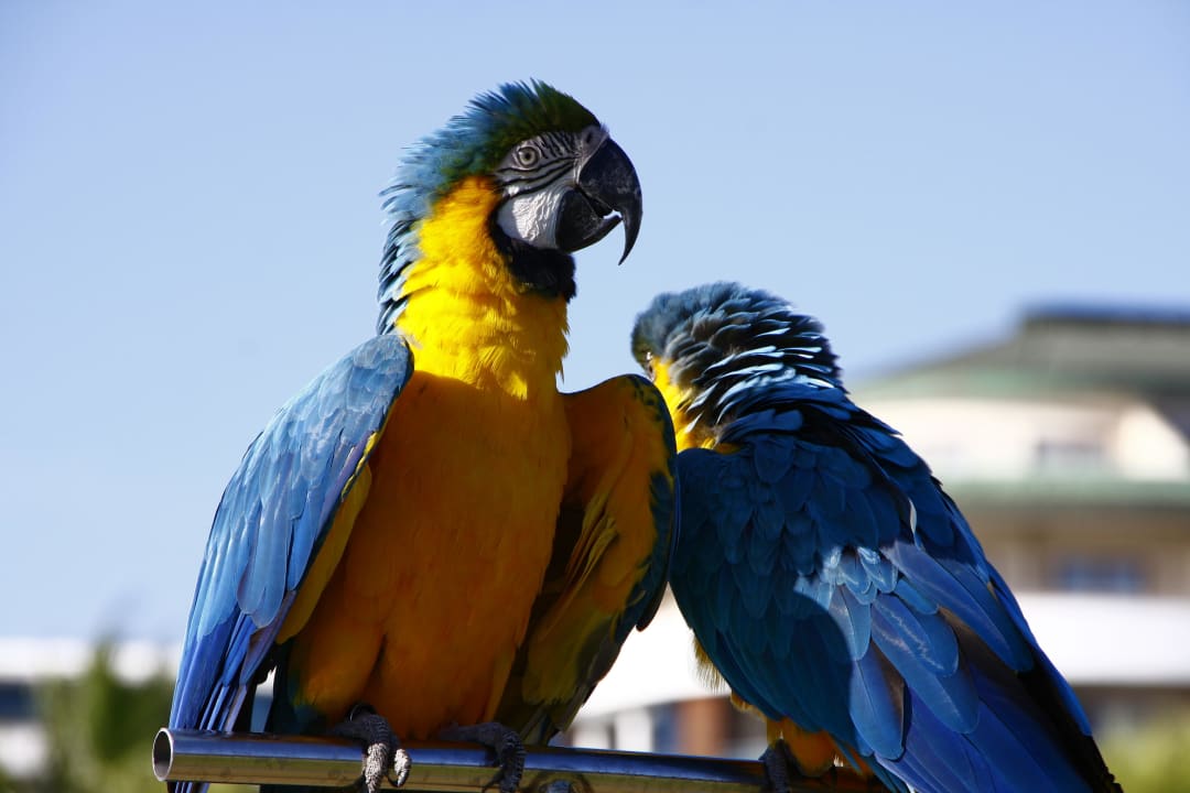 Showtime Voyage Belek Golf & Spa