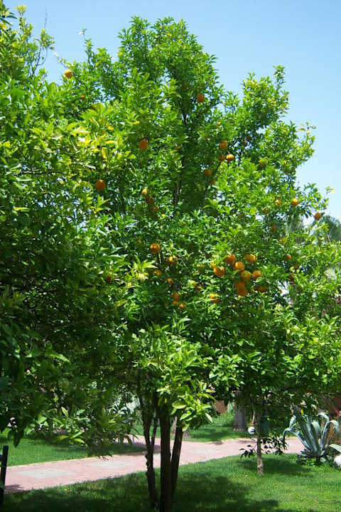 Orangenbaum VONRESORT Golden Coast