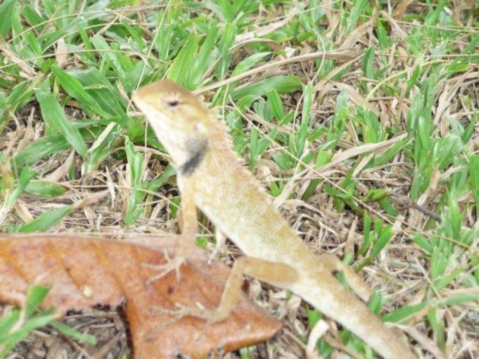 Strandbewohner Moracea by Khao Lak Resort