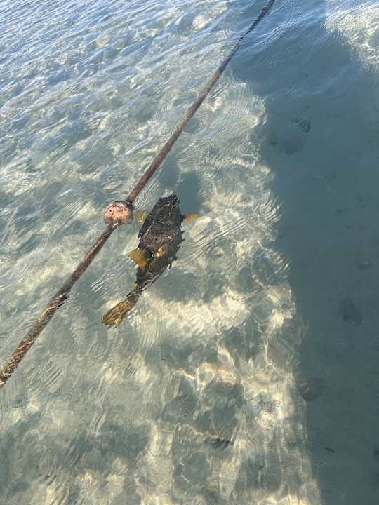 Strand Hotel Sheraton Soma Bay Resort