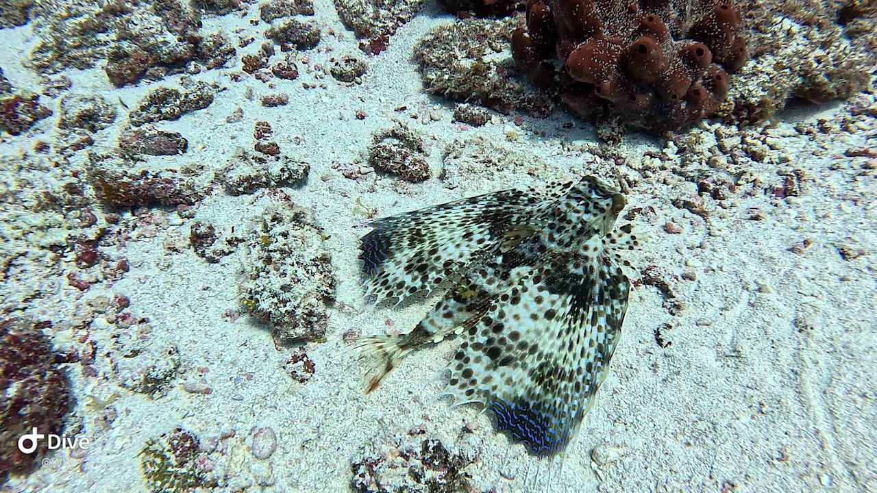 Sport & Freizeit Ocean Paradise Resort & Spa