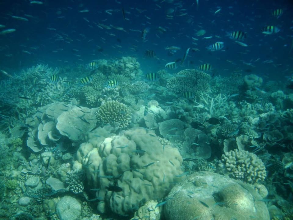 Hausriff Eri Maldives