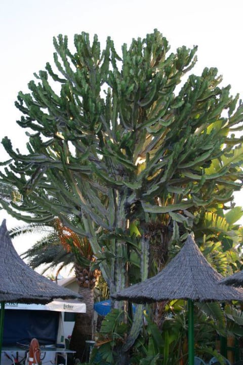 Euphorbia canariensis Canary Garden Club