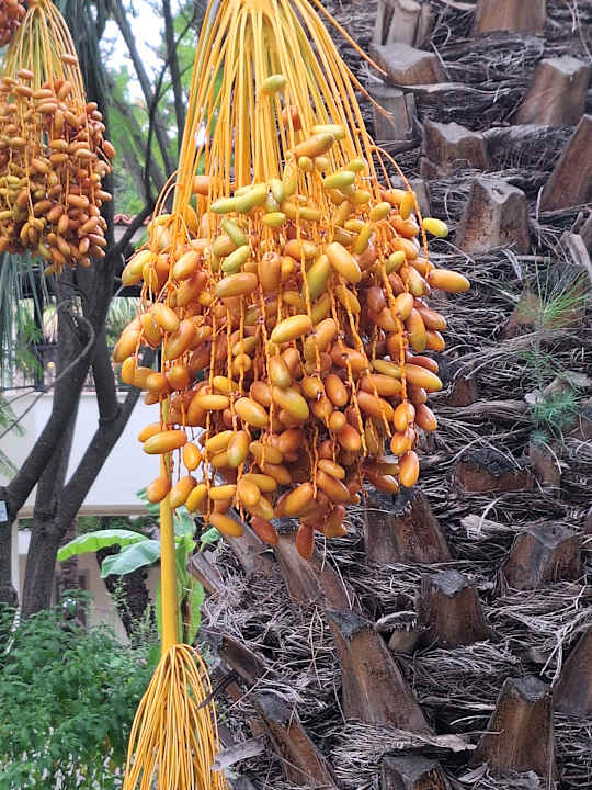 Gartenanlage Hotel Club Nena