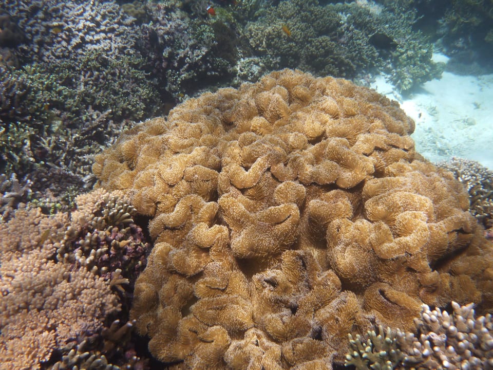 Bem Schnorcheln WOOW Magic Island Dive Resort