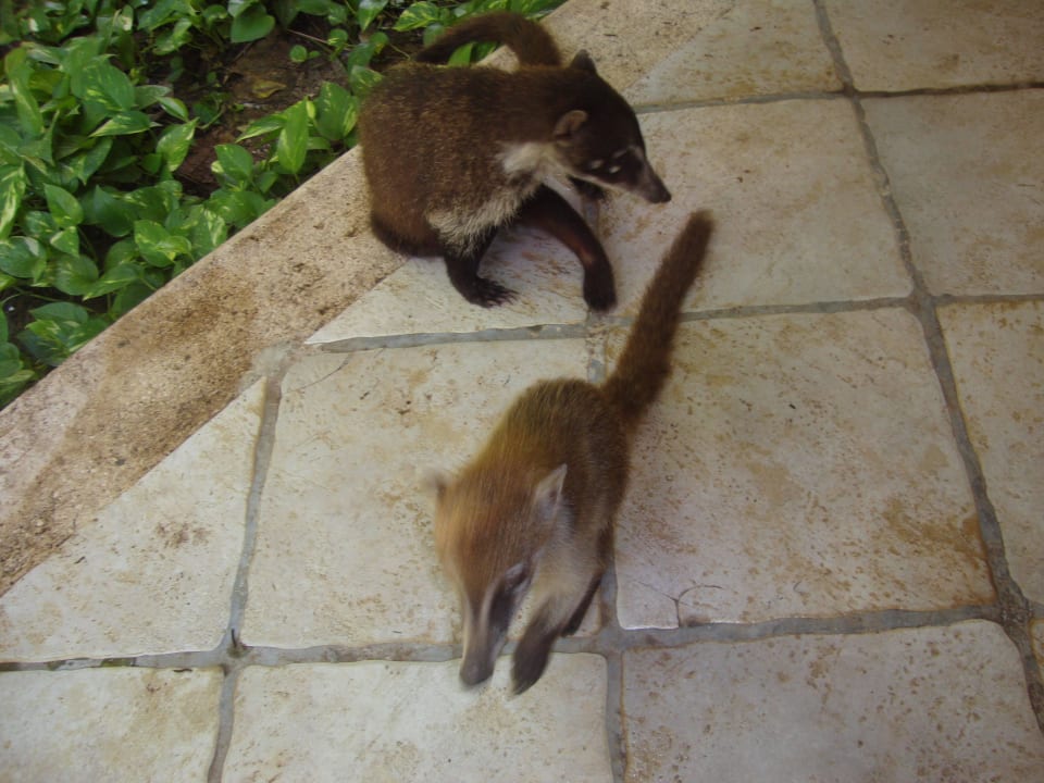 Hotel Catalonia Playa Maroma Catalonia Playa Maroma
