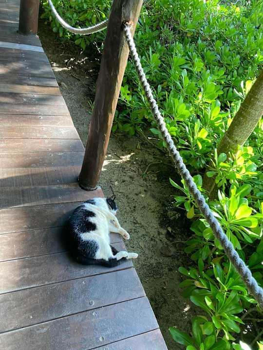 Gartenanlage Akumal Bay Beach & Wellness Resort