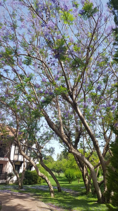 Schöner blühender Baum Starlight Resort Hotel