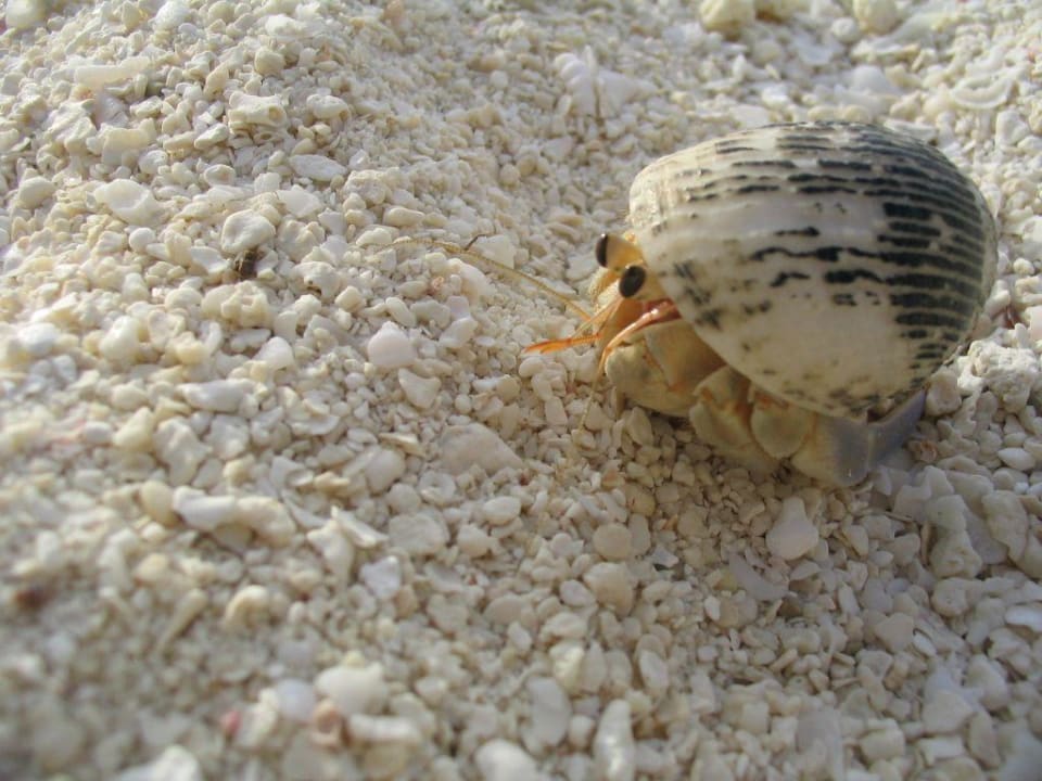 Einsiedlerkrebs Summer Island Maldives