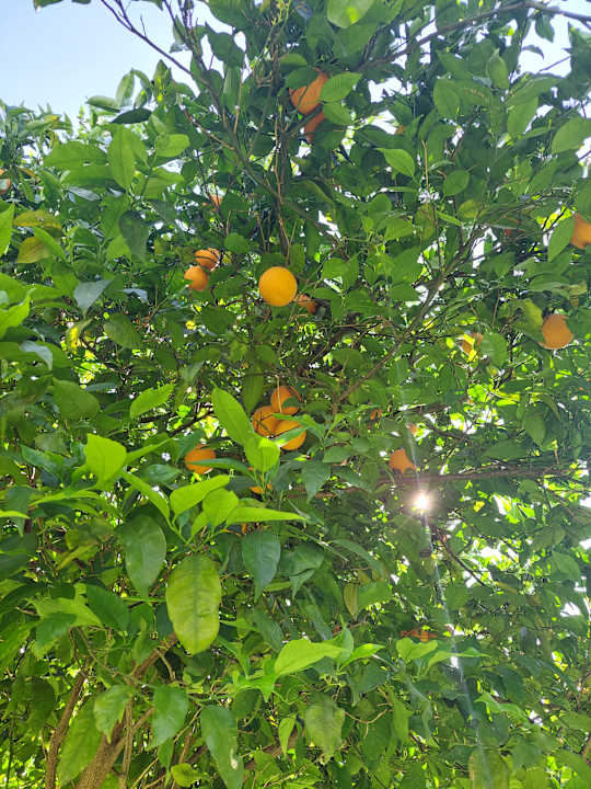 Gartenanlage Hotel Gardenia Beach