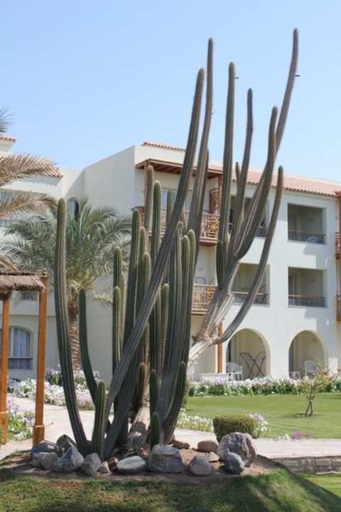 Kaktus Pickalbatros Dana Beach Resort - Hurghada