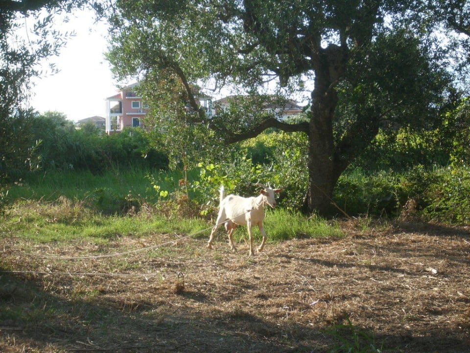 Hinter dem Hotel Hotel Zante Village