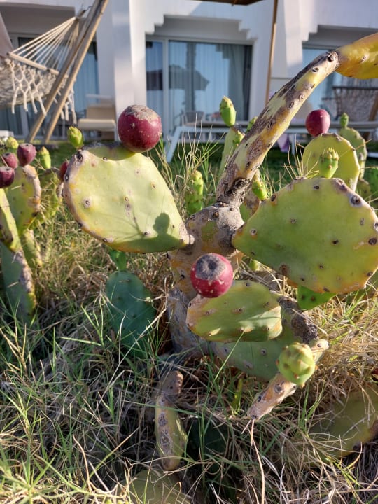 Gartenanlage Royal Azur Thalassa