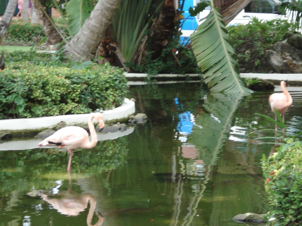 Grand Palladium Hotel Grand Palladium Select Bávaro Resort & Spa