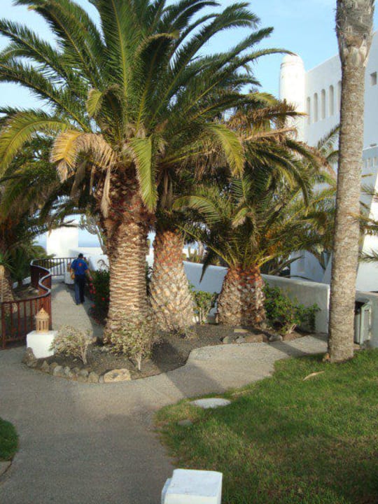 Weg mit Palmen Club Jandia Princess