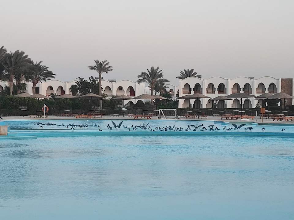 Pool Hotel Gorgonia Beach Resort