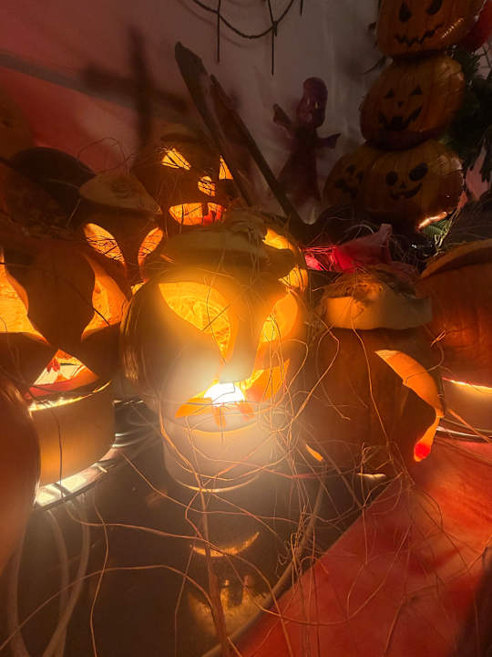 Gastro Seashell Vega