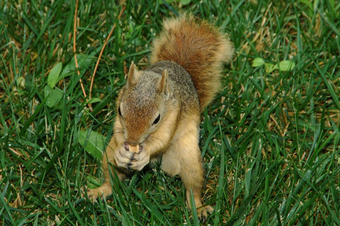 Die Nuss-Bettler findet man überall im Club Kustur Kustur Club Holiday Village