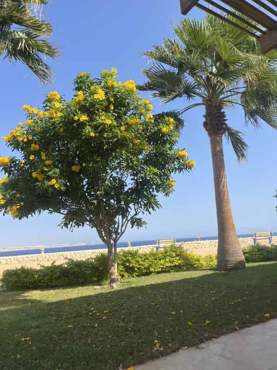 Gartenanlage Sharm Club Beach Resort