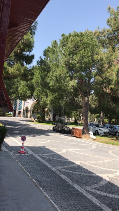 Aus der Rezeption raus  Ali Bey Club