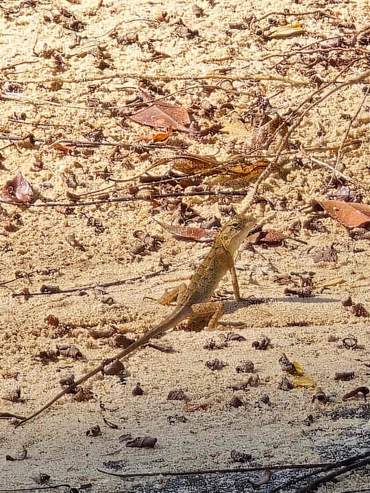 Gartenanlage Canvas and Orchids Retreat