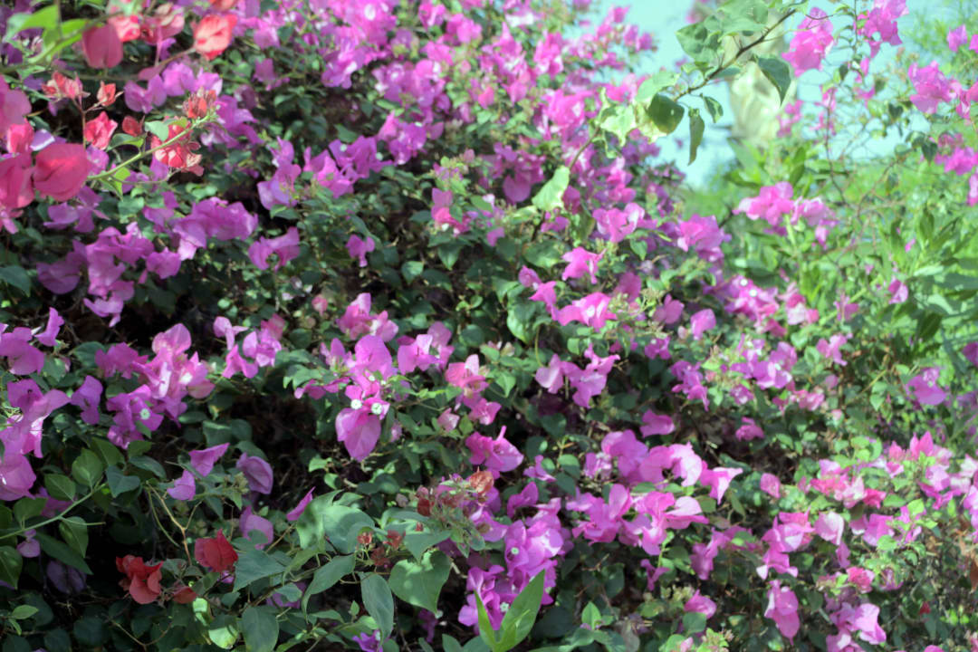 Garten/Aussenbereich Pickalbatros Citadel Resort