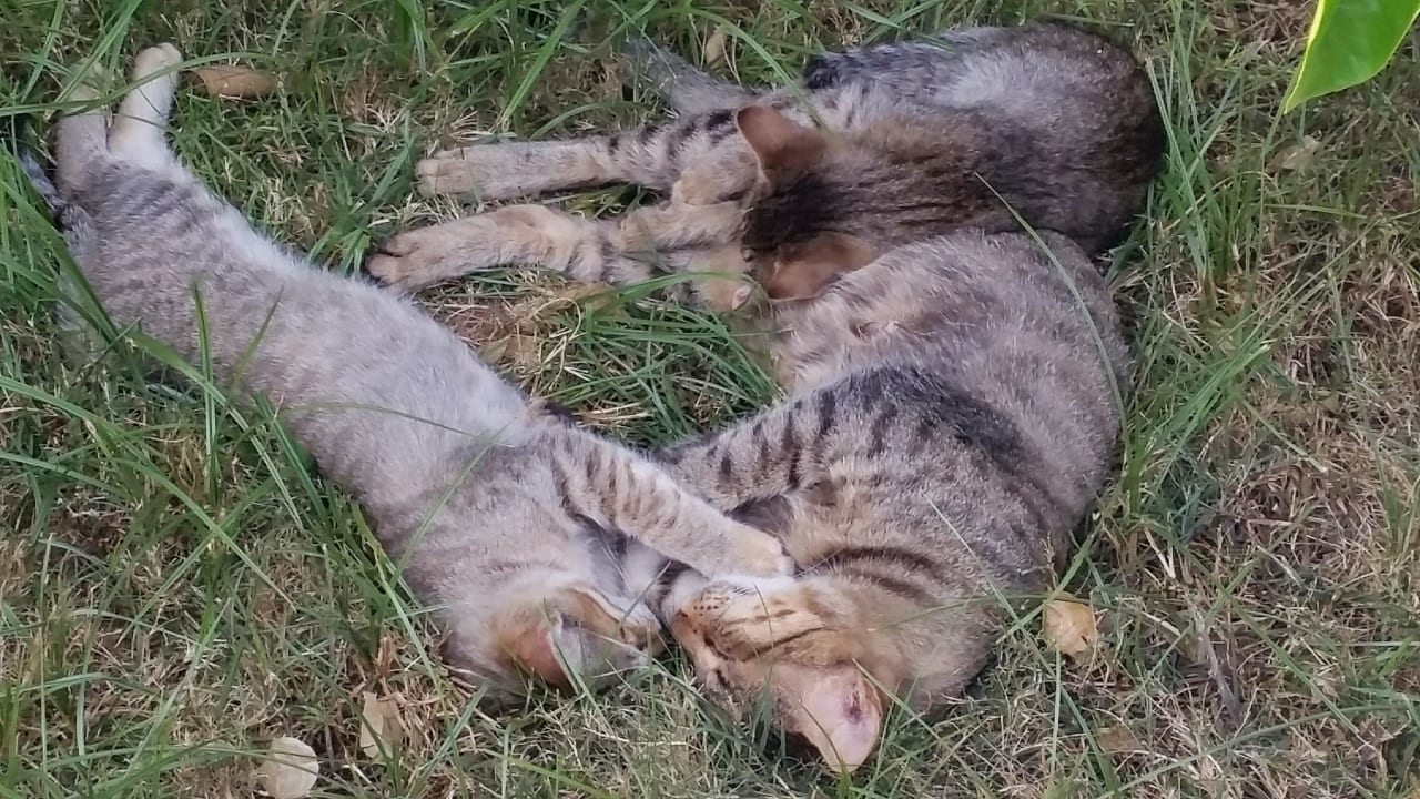 Viele viele Katzen Özlem Garden Hotel