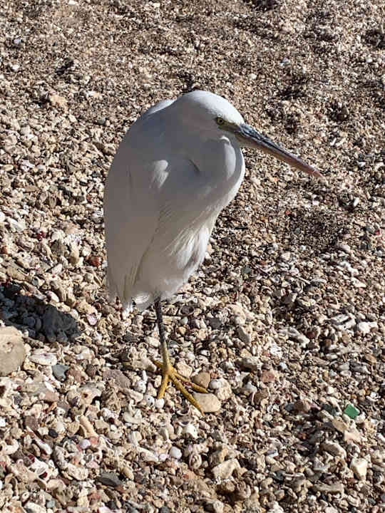 Strand Steigenberger Coraya Beach - Adults only