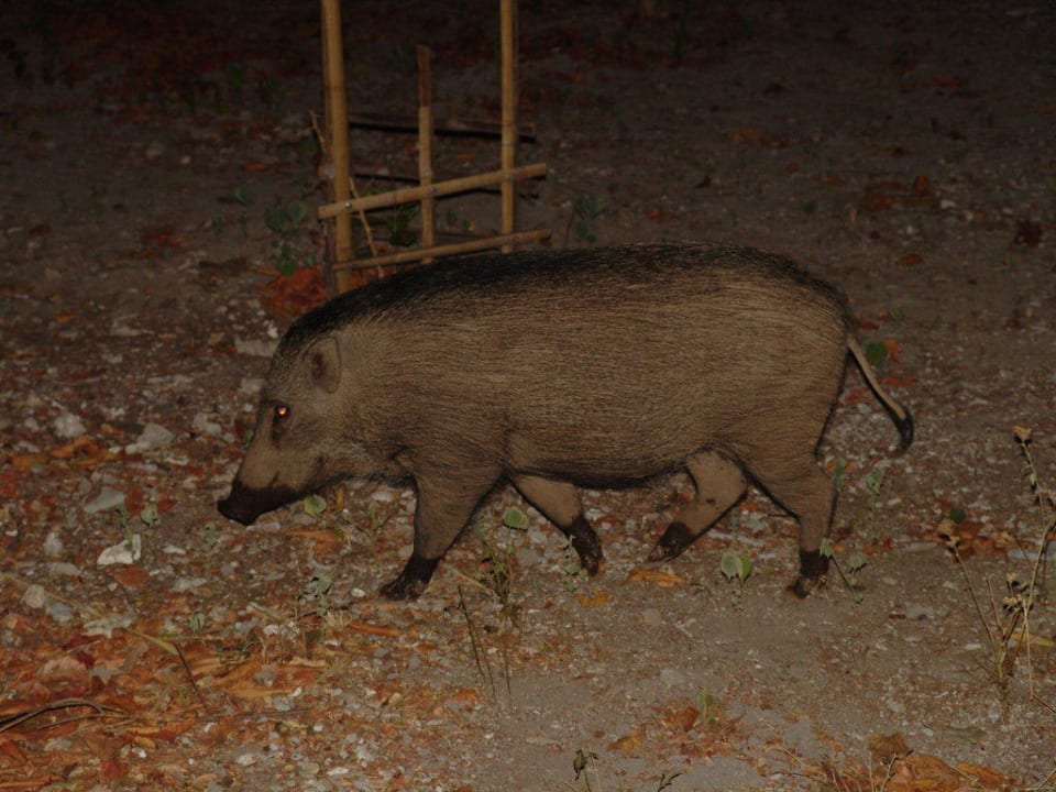 Und hier die "gefährliche Wildsau" grins NusaBay Menjangan