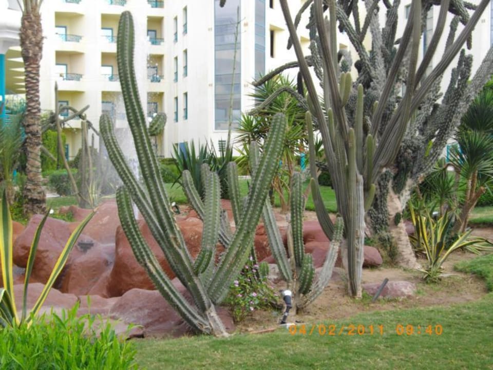 Kakteenanlage Moreno Horizon Spa & Resort