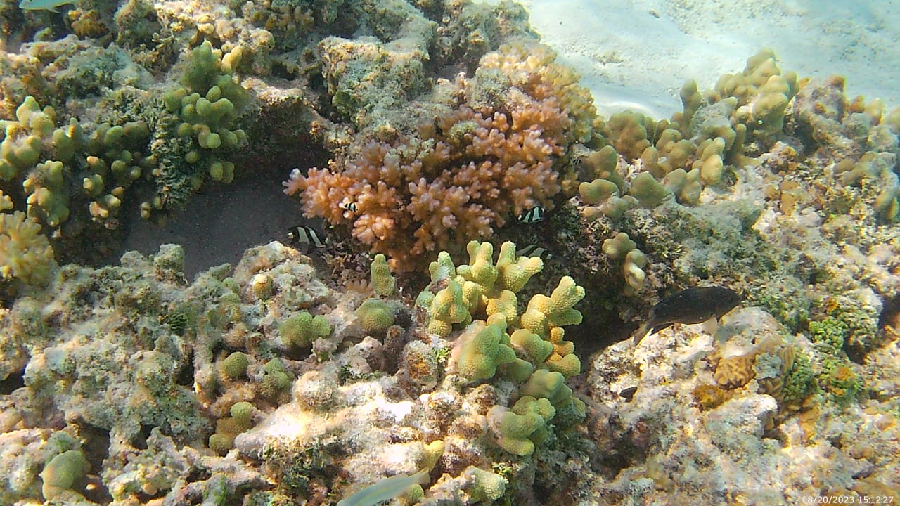 Sport & Freizeit Hotel Riu Palace Maldivas