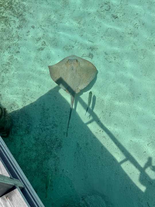 Sonstiges Le Meridien Maldives Resort & Spa