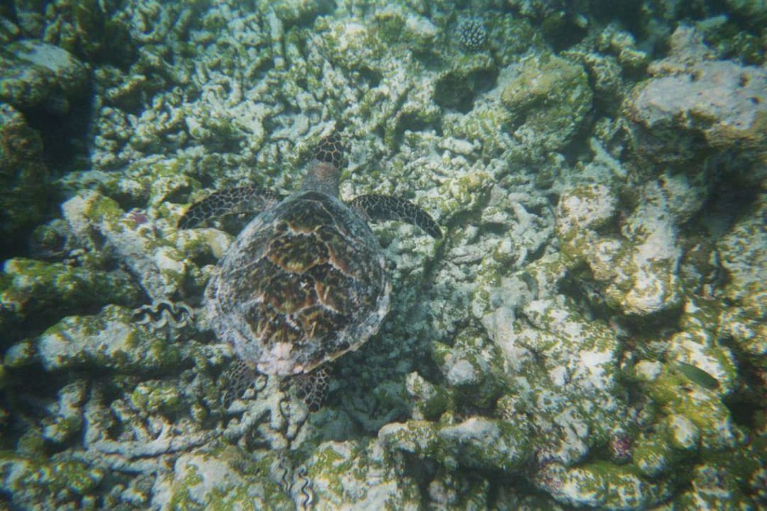Schilkröte Royal Island