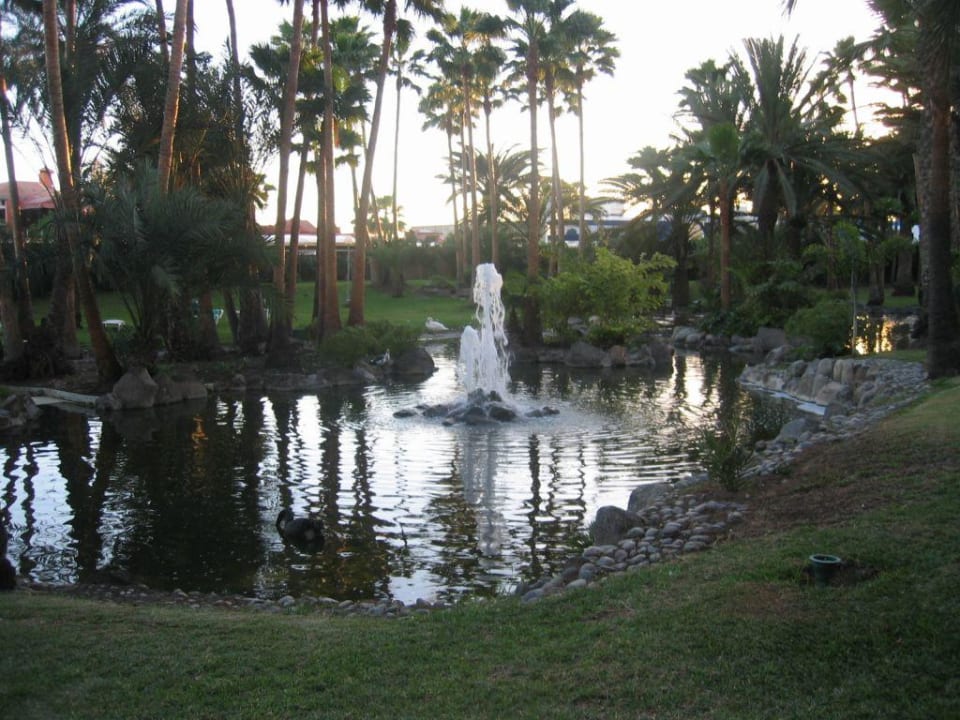 Park zum Strand Hotel Riu Palace Oasis