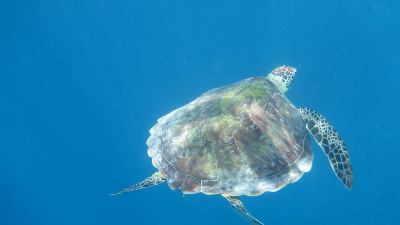 Meeresschildkröte in der Bucht Steigenberger Coraya Beach - Adults only