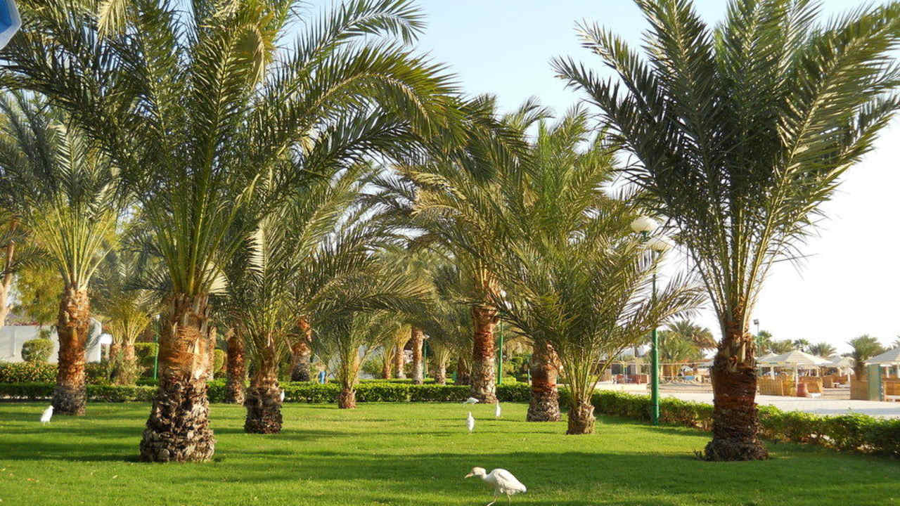 Сад Menaville Safaga