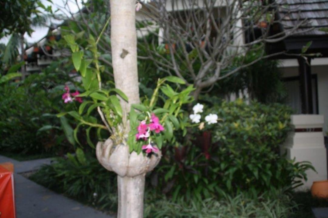 An vielen Bäumen Anantara Bophut Koh Samui Resort