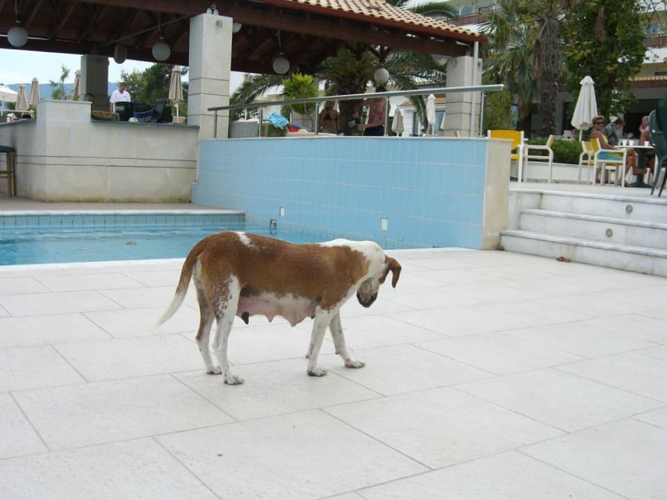 überall Hunde Olympian Bay Grand Resort