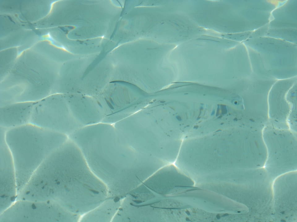 Glasklares Wasser Adaaran Select Meedhupparu Island Resort - Premium All Inclusive